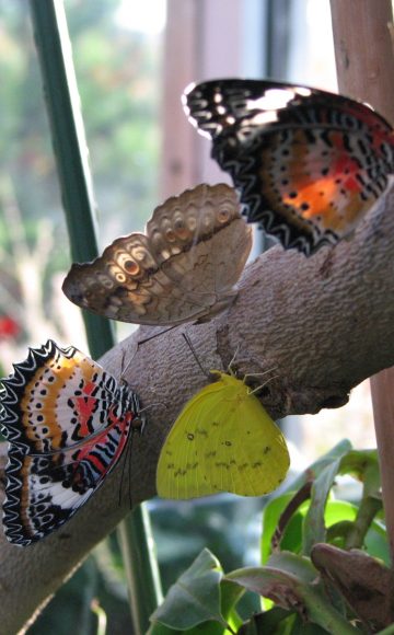 Butterfly Pavilion